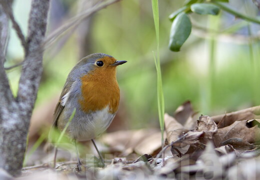Певчие и мелкие птицы