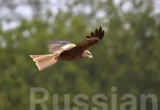 Хищные птицы (Дневные)