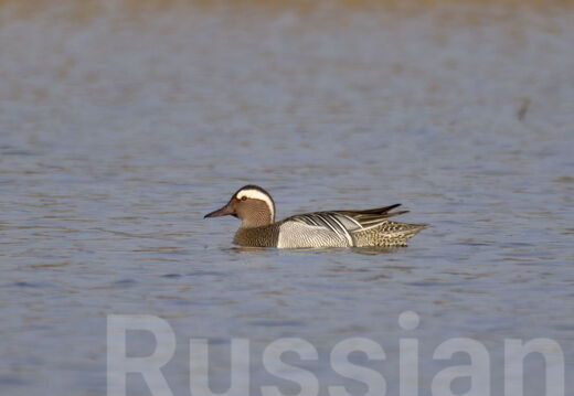 Лебеди и утки (Водоплавающие)