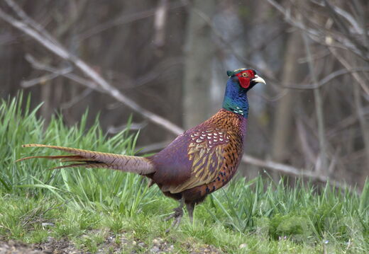Яркие, дятлы и «экзотика»