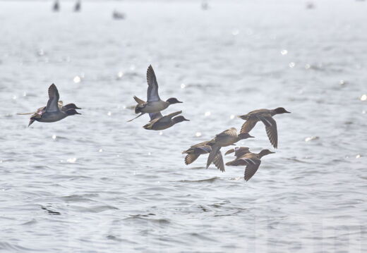 Лебеди и утки (Водоплавающие)