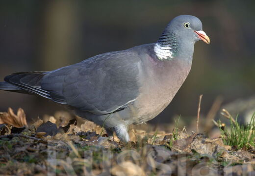 Вороновые и голуби