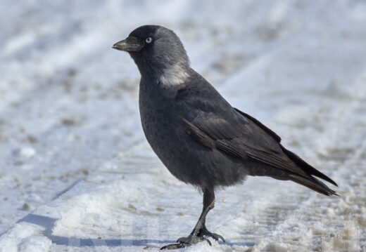 Вороновые и голуби