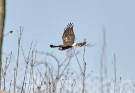 Хищные птицы (Дневные)