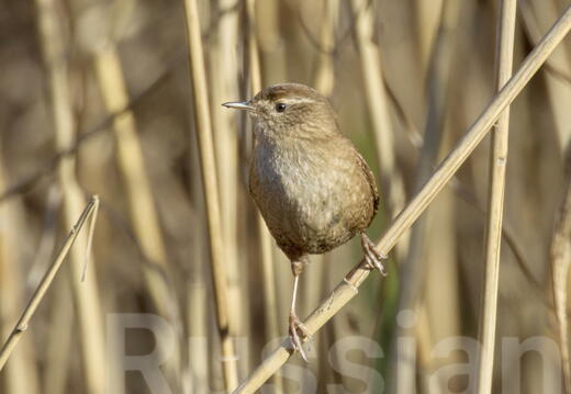 Певчие и мелкие птицы