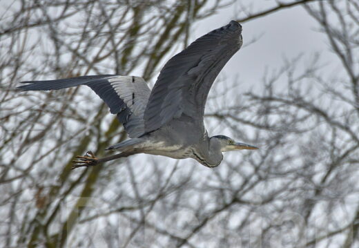 Цапли, бакланы и поганки