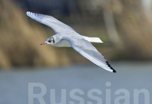 Кулики, чайки и крачки