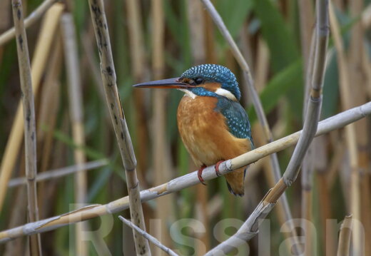 Яркие, дятлы и «экзотика»