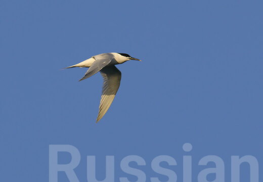 Кулики, чайки и крачки