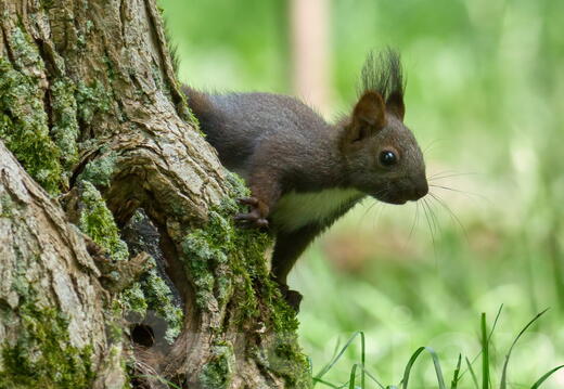 Другие животные