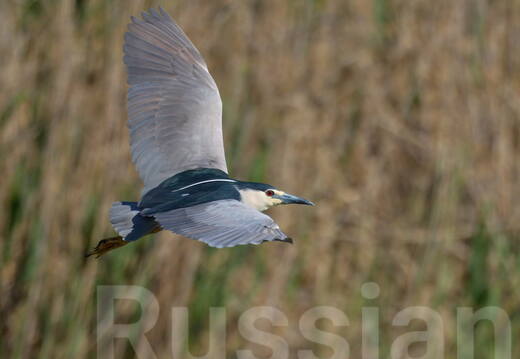 Цапли, бакланы и поганки